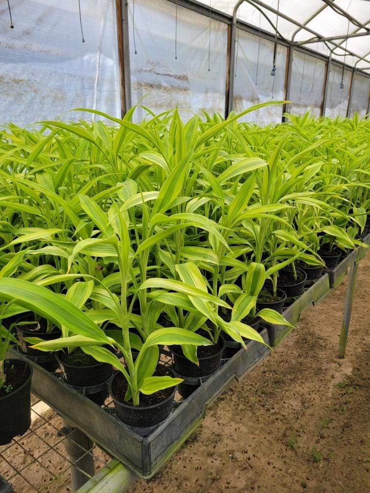 Draceana plant variety in 4”