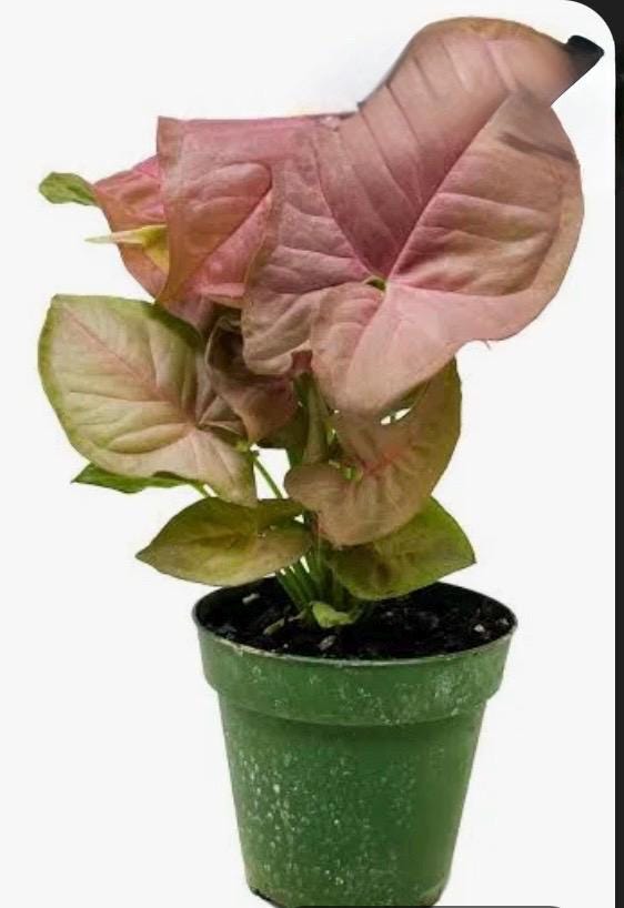 Syngonium Plant Variety Pack: Starter House Plants