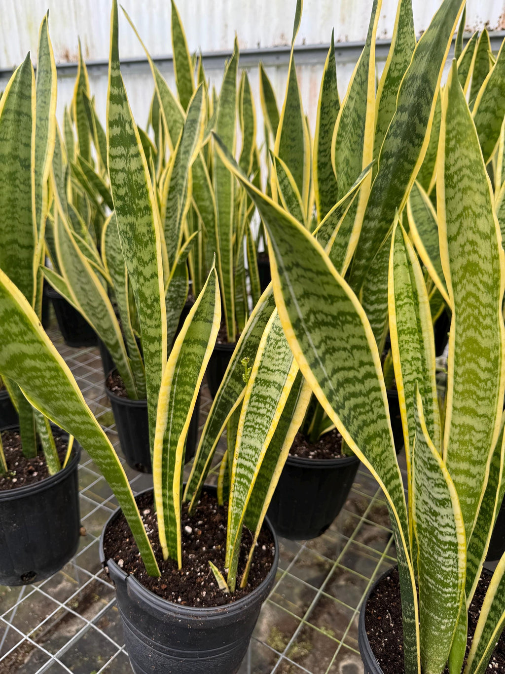 Sanseveria or Snake Plant