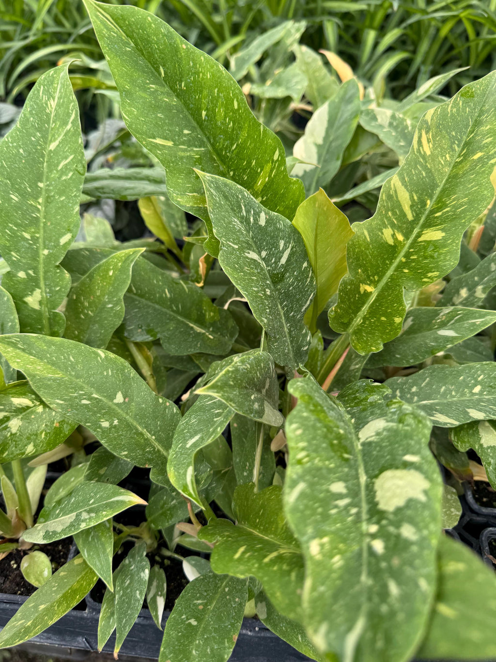 Assorted 3” plants (pack of 4)