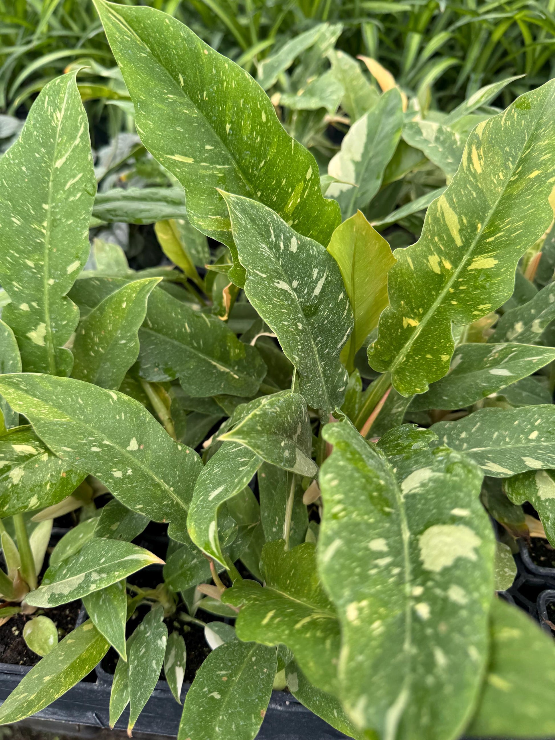 Assorted 3” plants (pack of 4)