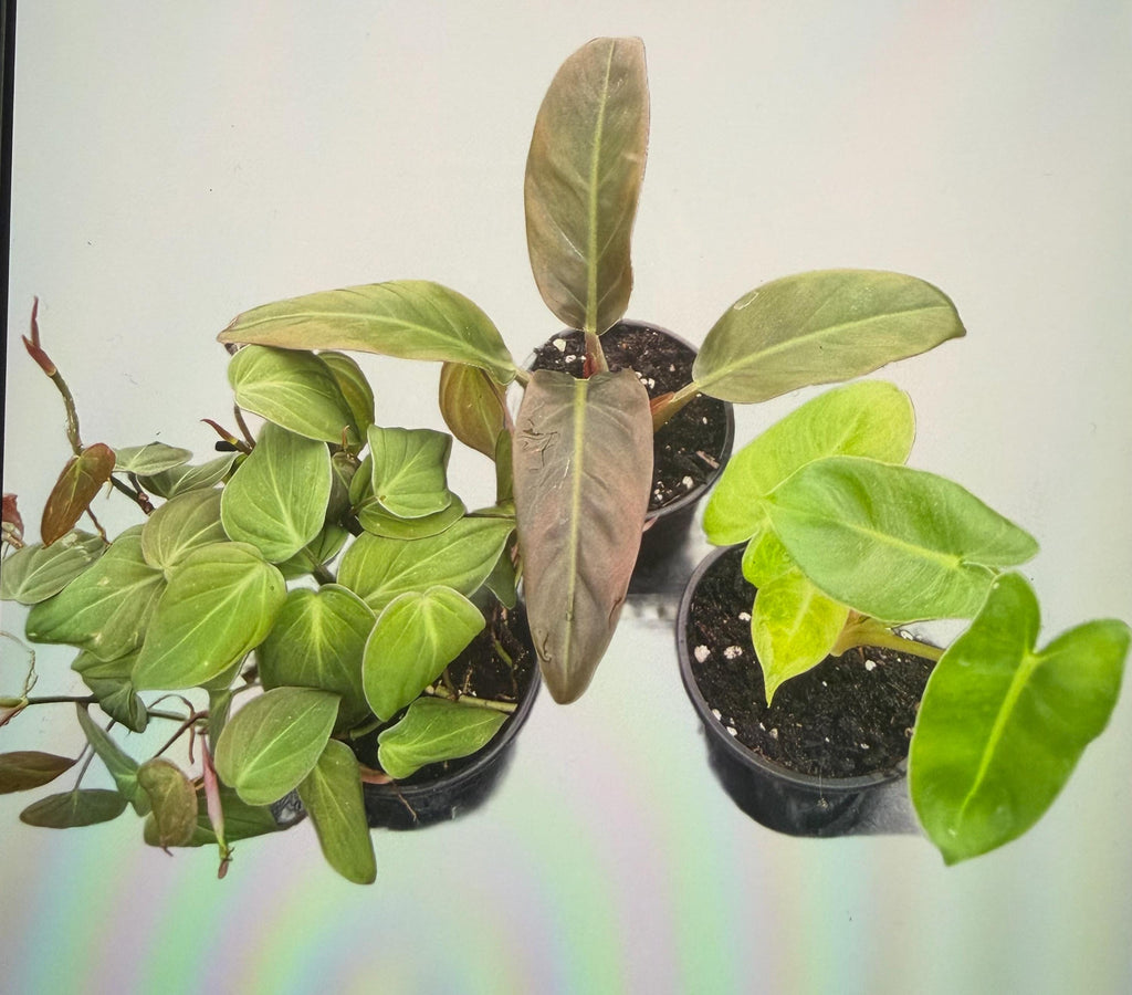 Pink Princess, Ring of Fire, Heart Philodendron(varieties to choose from)
