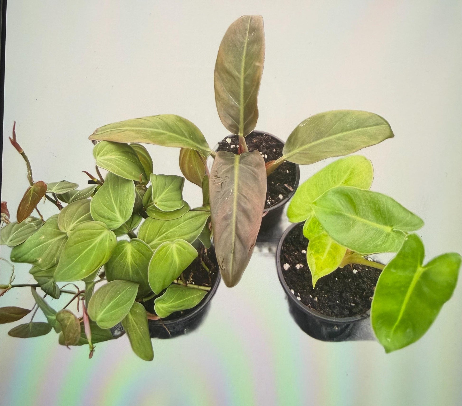 Pink Princess, Ring of Fire, Heart Philodendron(varieties to choose from)