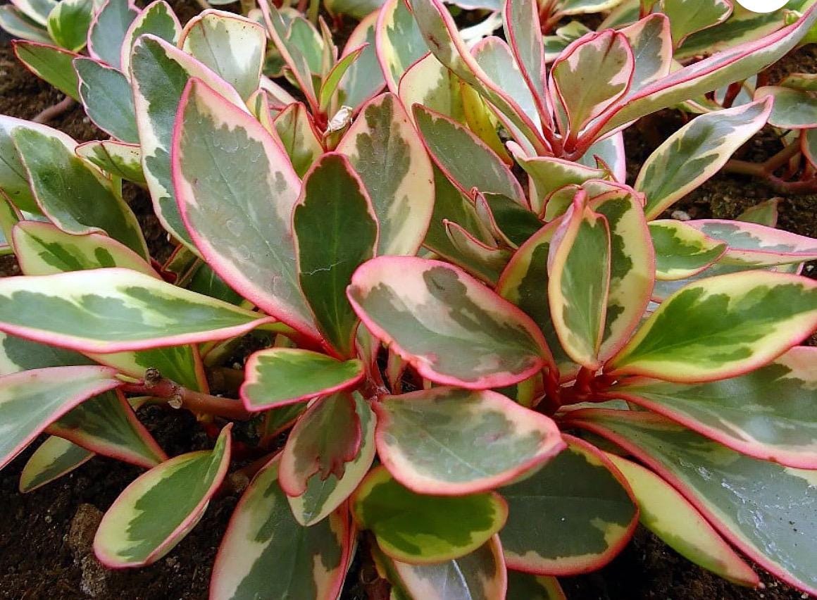 Pepperomia Plant Assortment: Pet Friendly Indoor Plants