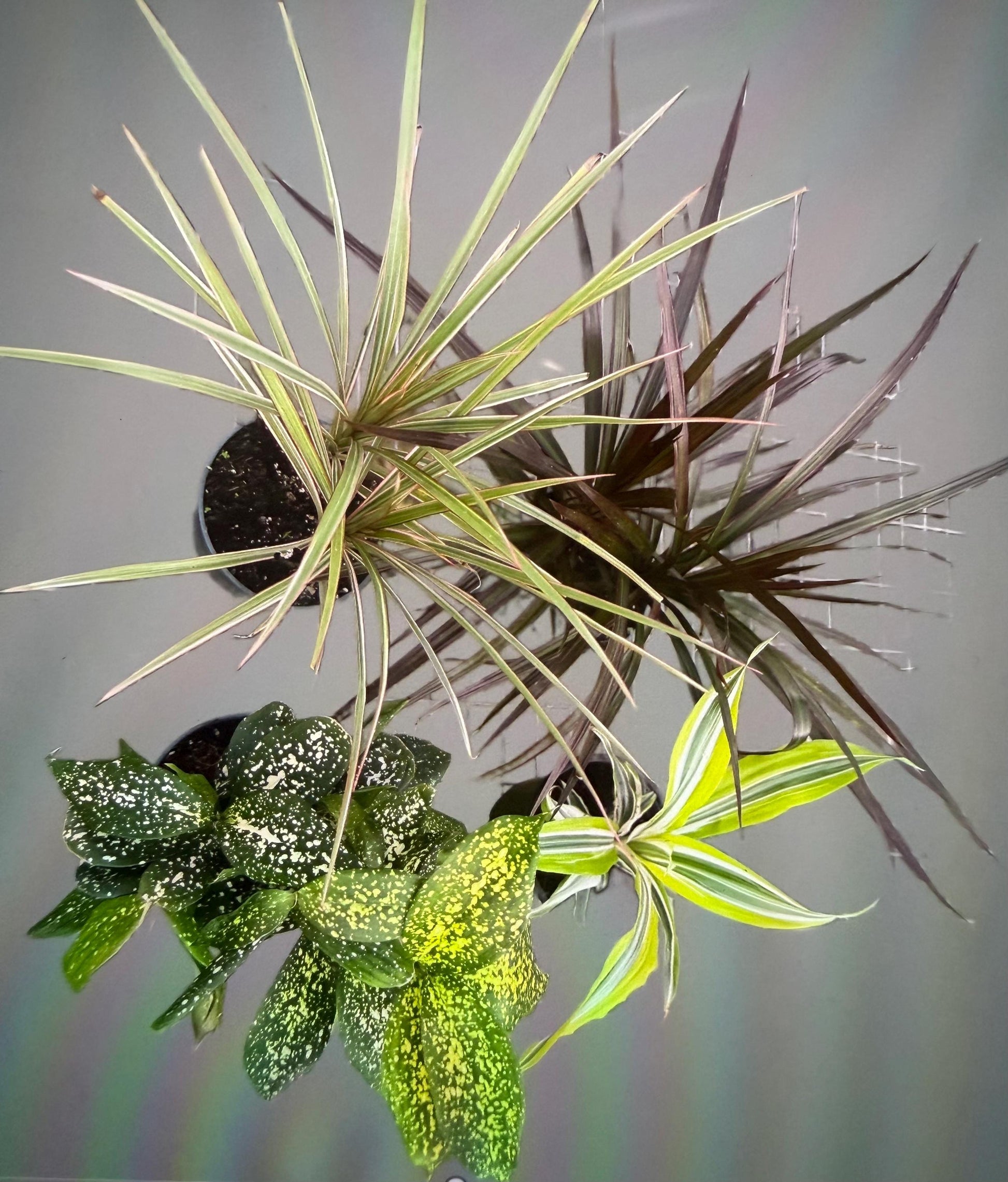 Draceana plant variety in 4”
