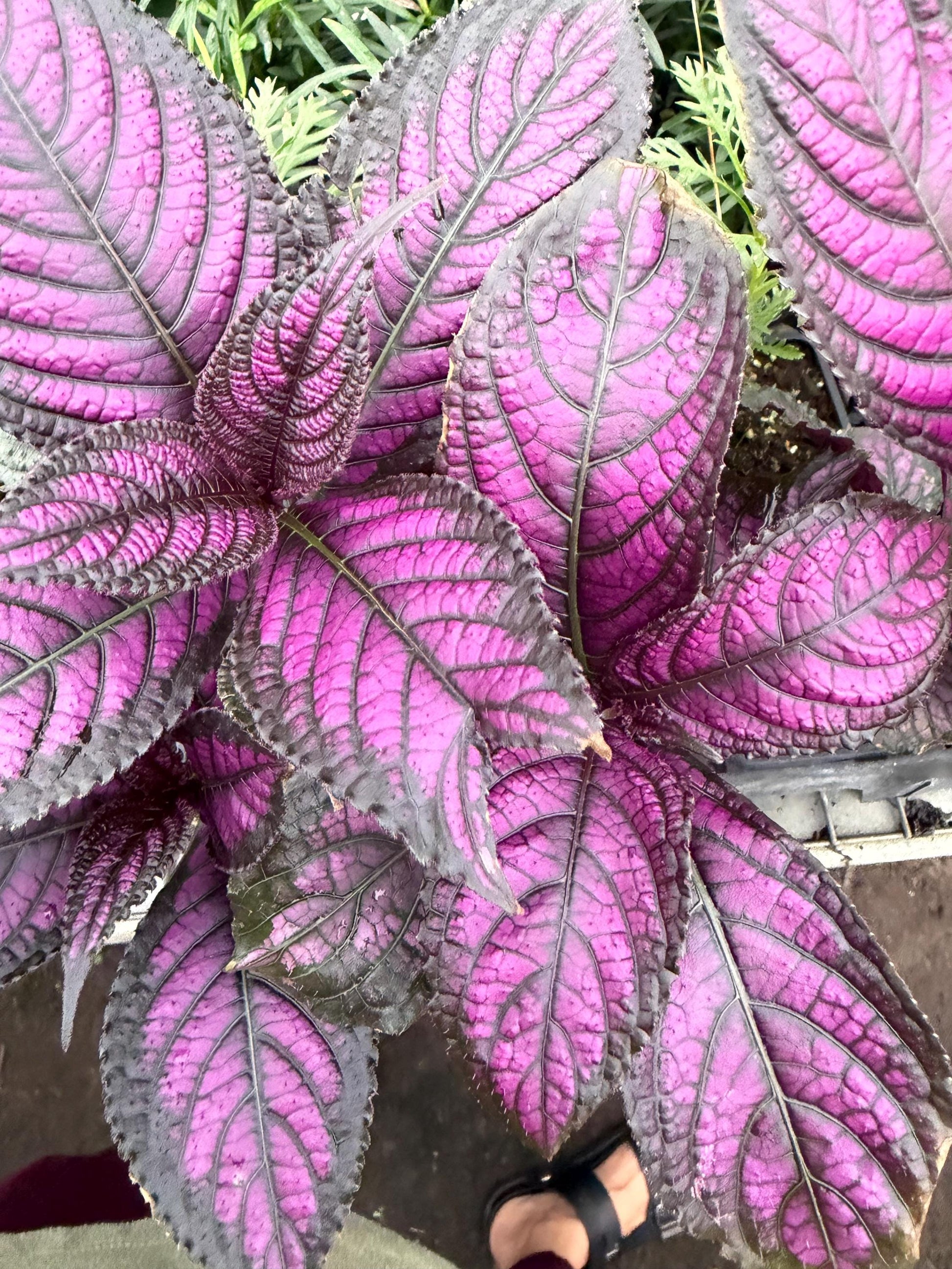 Assorted 3” plants (pack of 4)