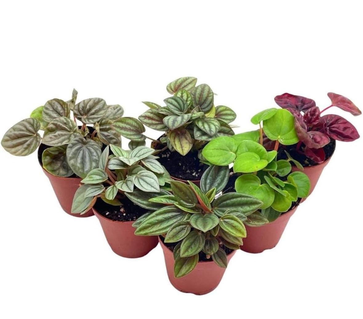 Pepperomia Assortment 3”