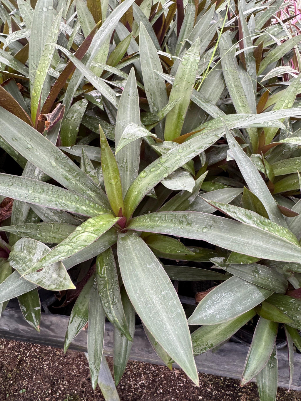 Oyster Plant 2 pack