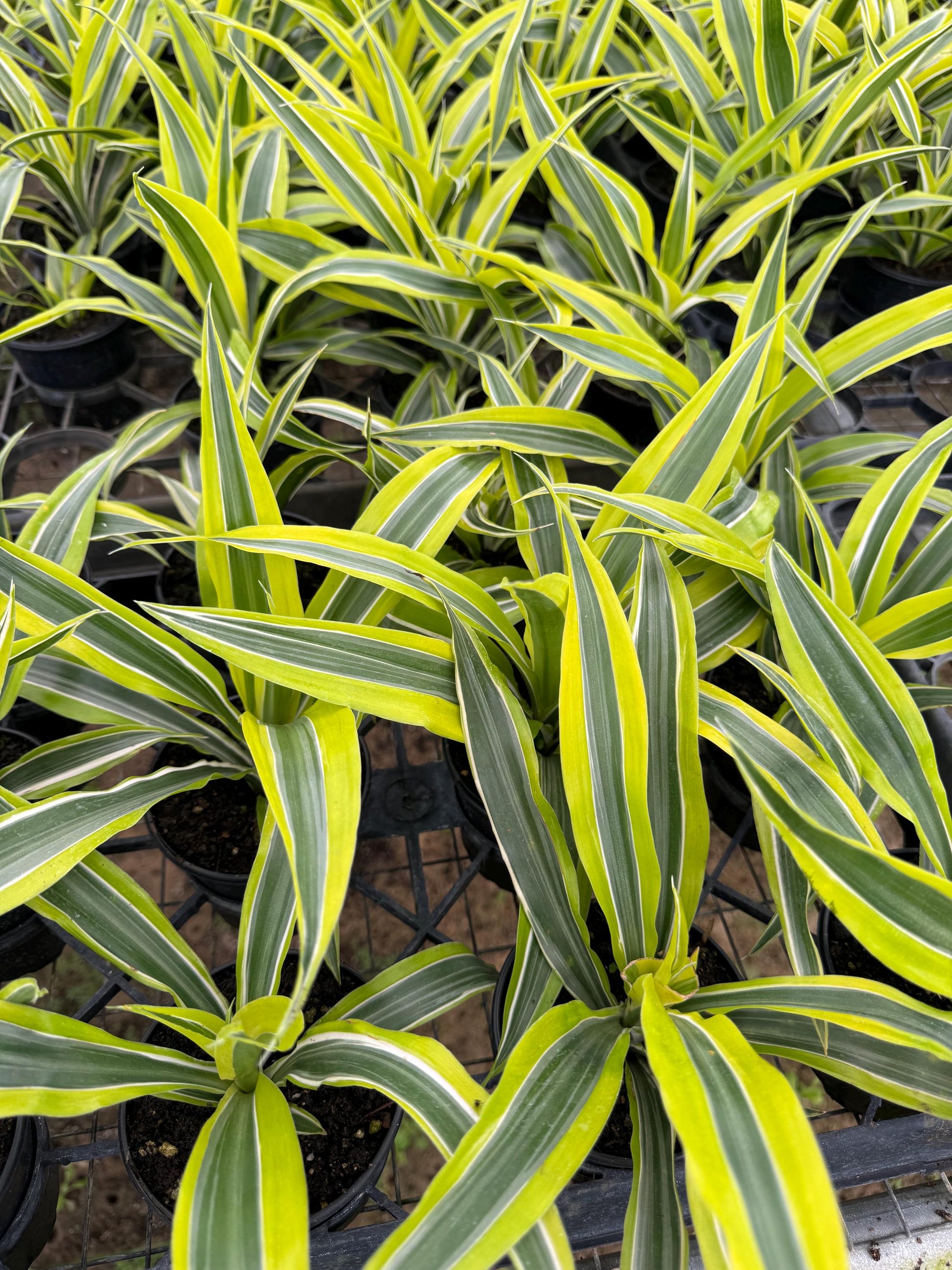 Draceana plant variety in 4”