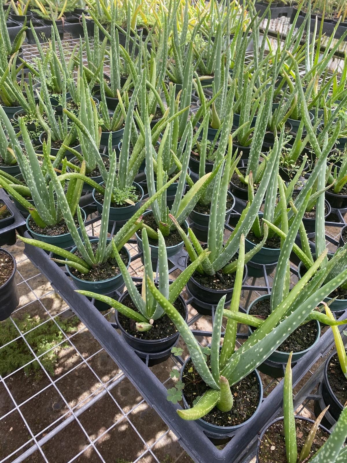 Aloe vera plant