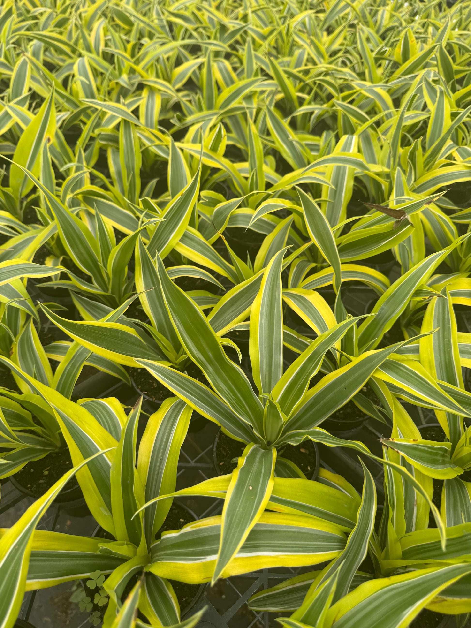 Draceana plant variety in 4”