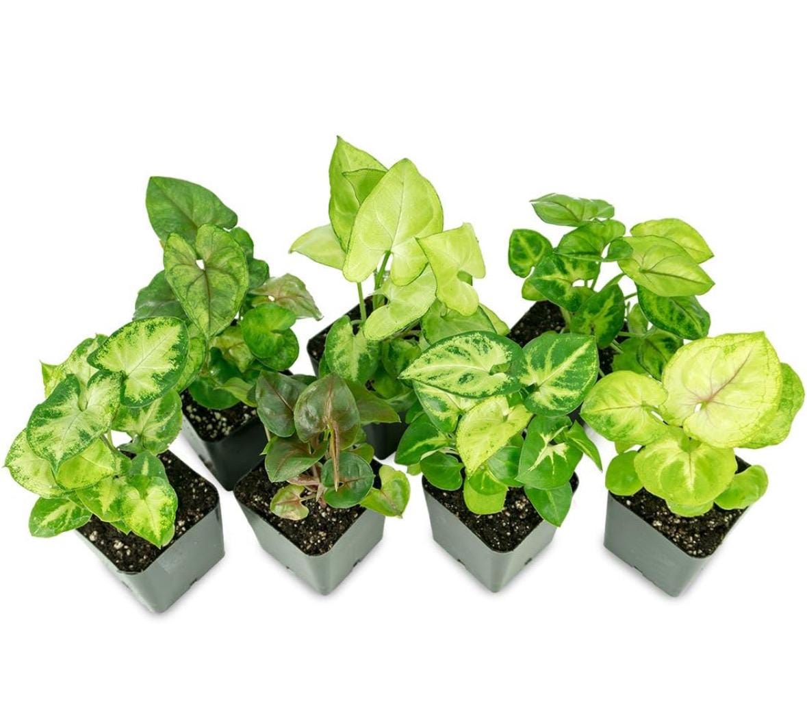 Syngonium Plant Variety Pack: Starter House Plants