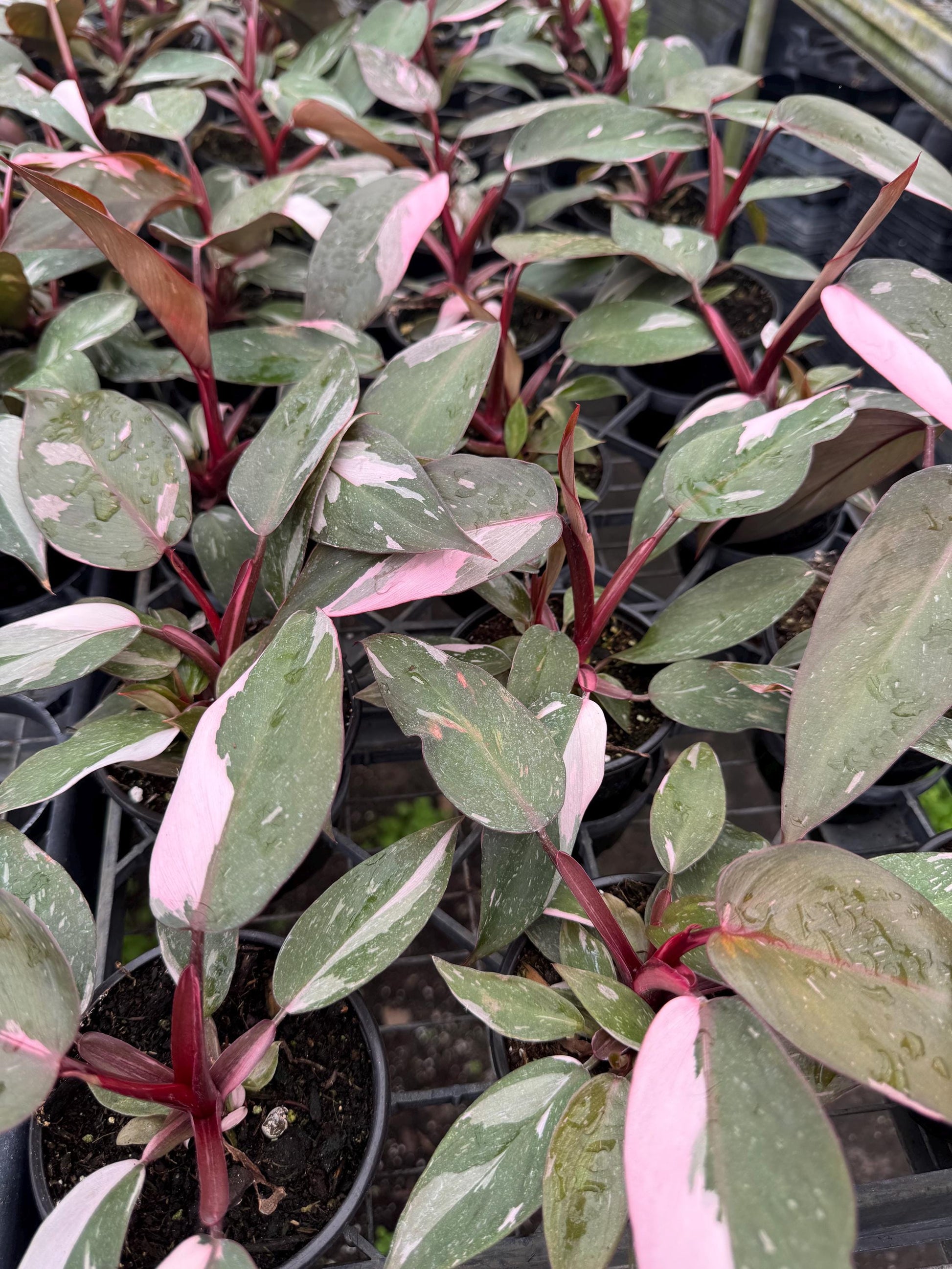 Pink Princess, Ring of Fire, Heart Philodendron(varieties to choose from)
