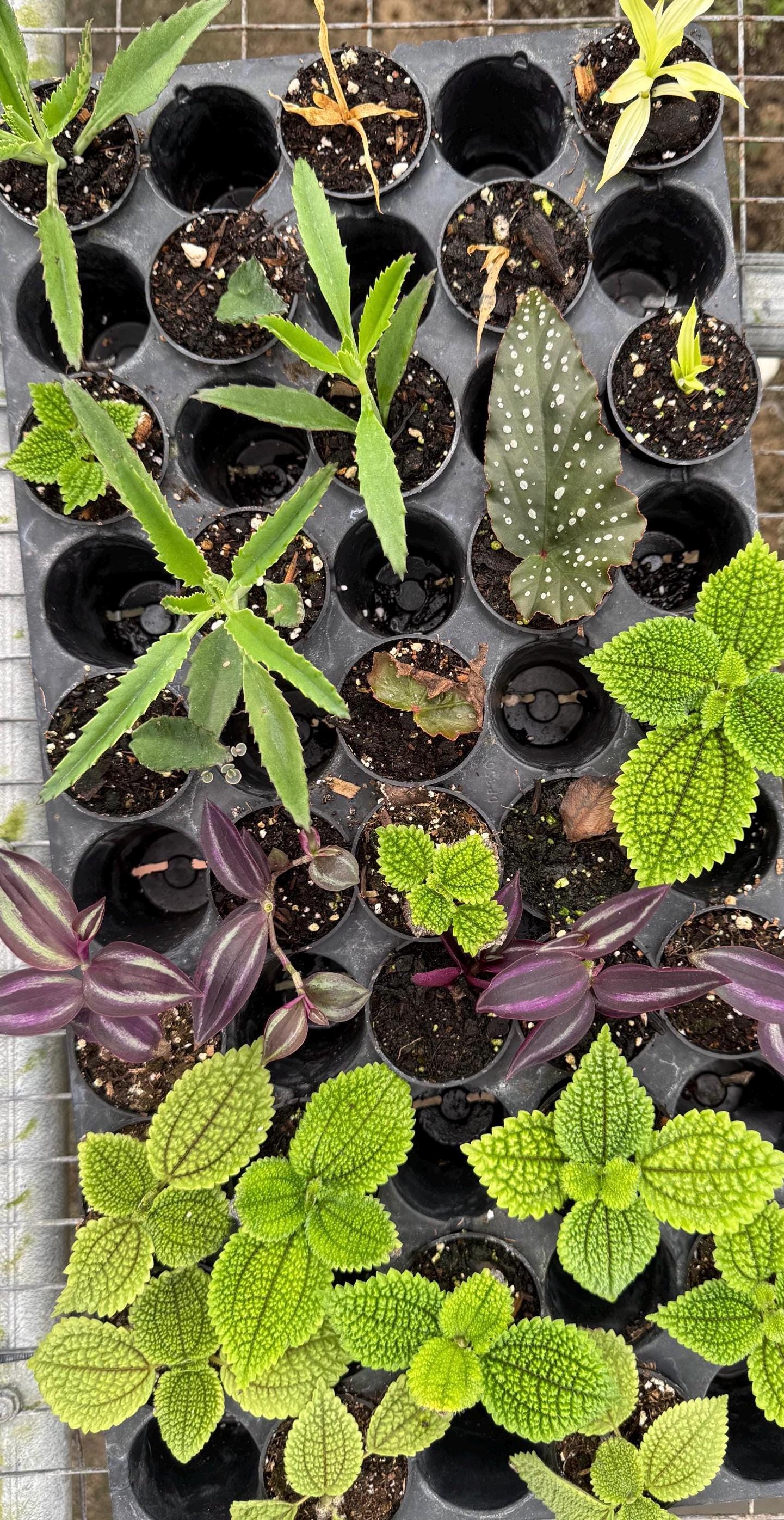 10 Pack Live Mini House Plants in 2” Pots, Indoor Plant Assortment