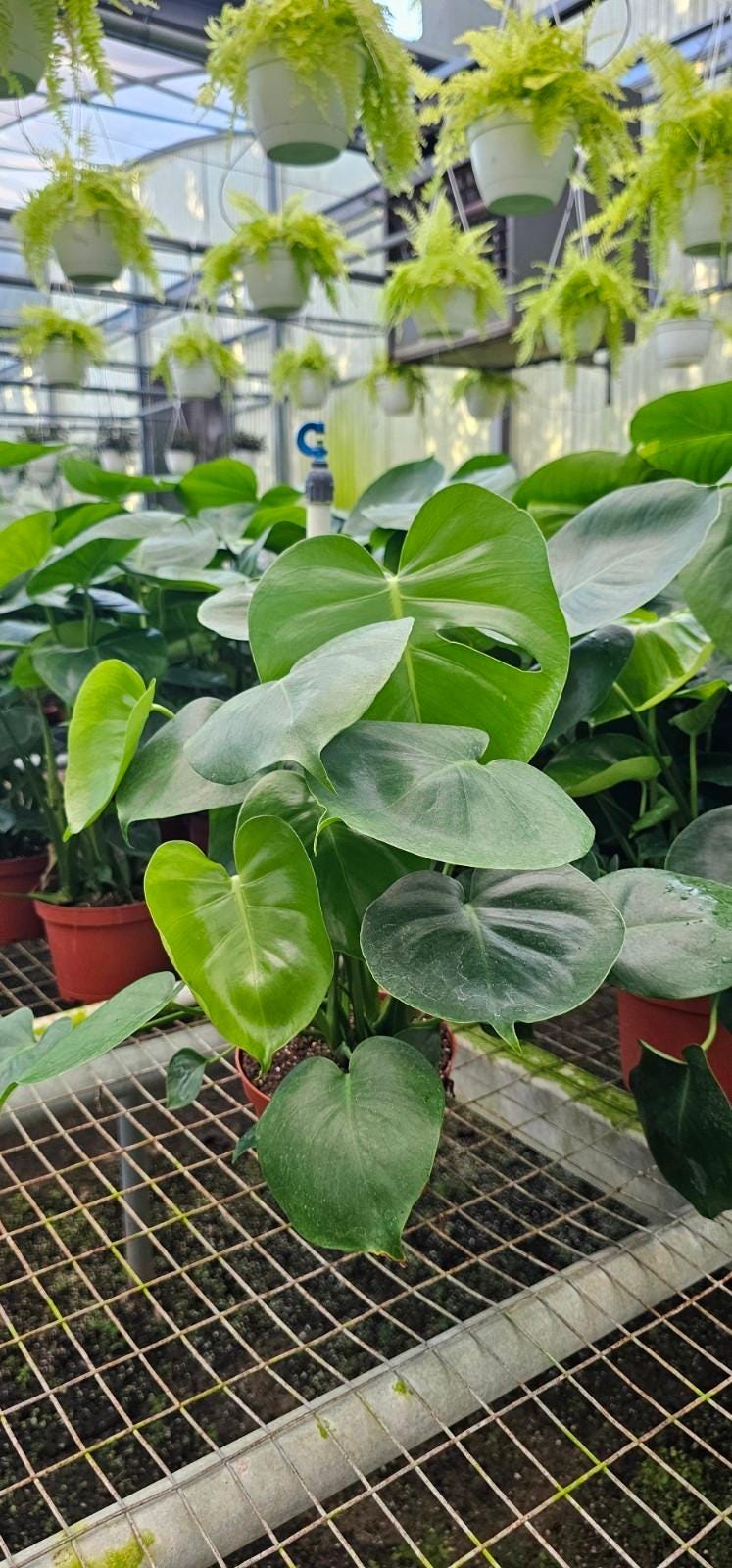 Monstera Deliciosa & Adaisoni Plant - Tropical Houseplant