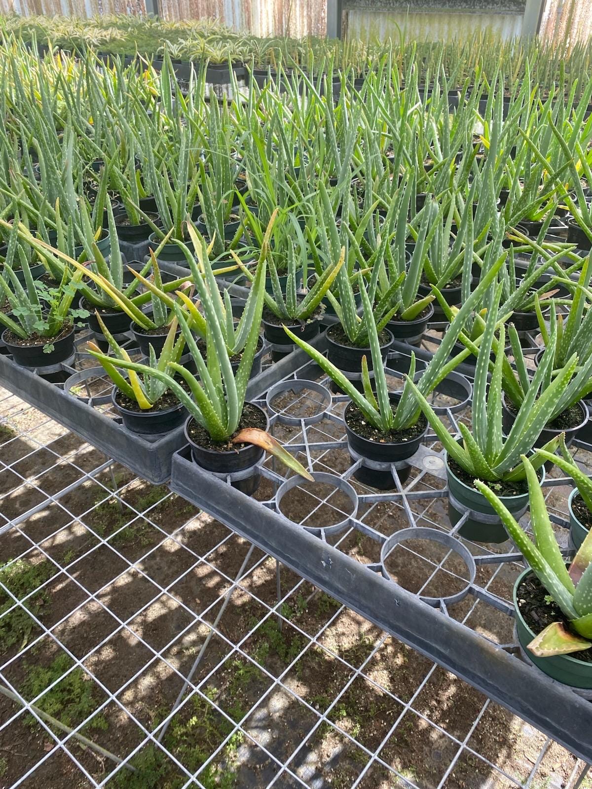 Aloe vera plant