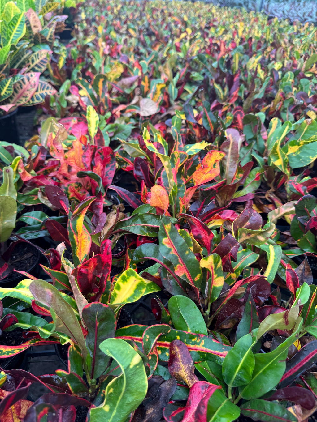 Assorted plants 4 pack (you can choose from)