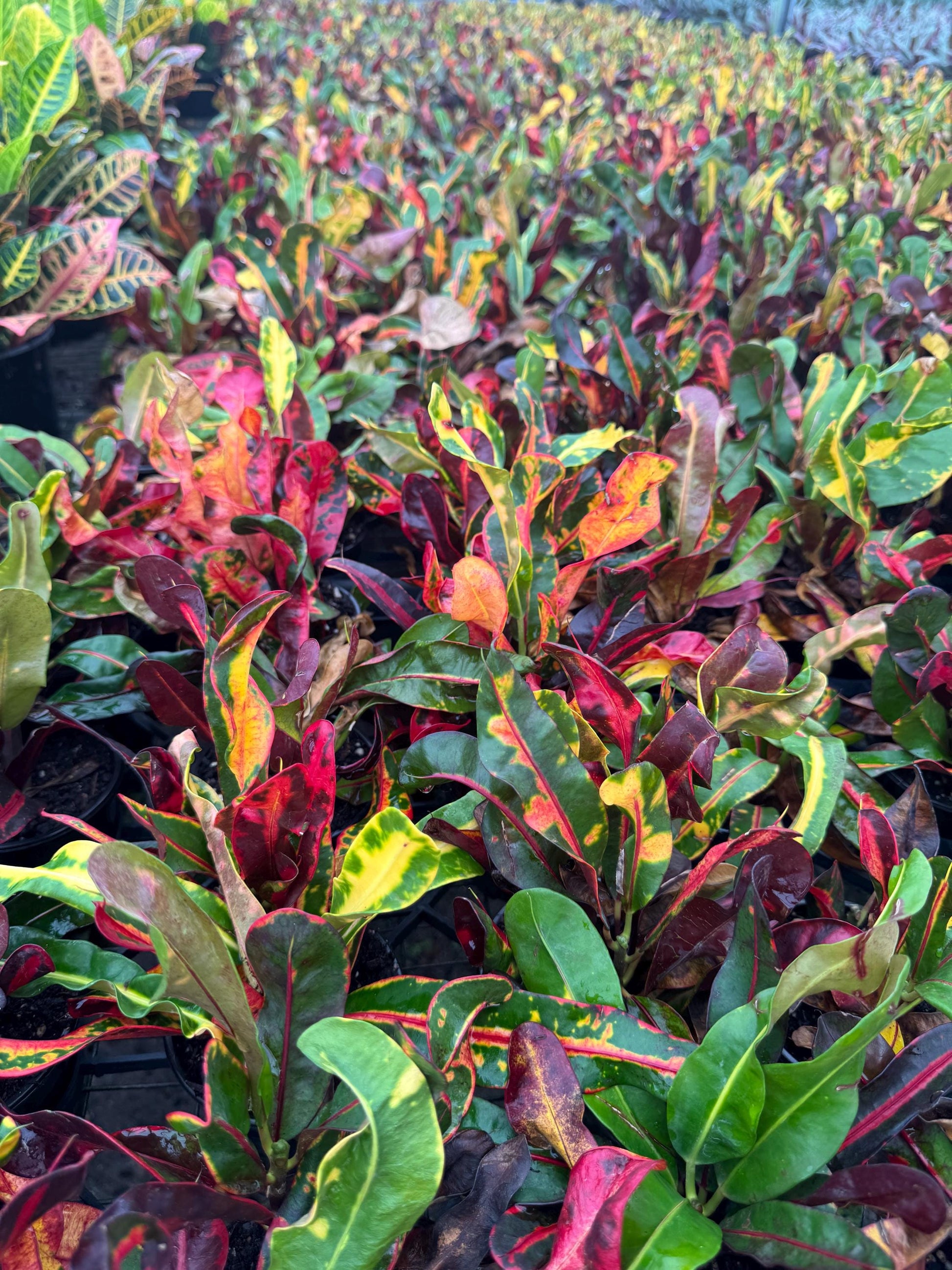 Assorted plants 4 pack (you can choose from)