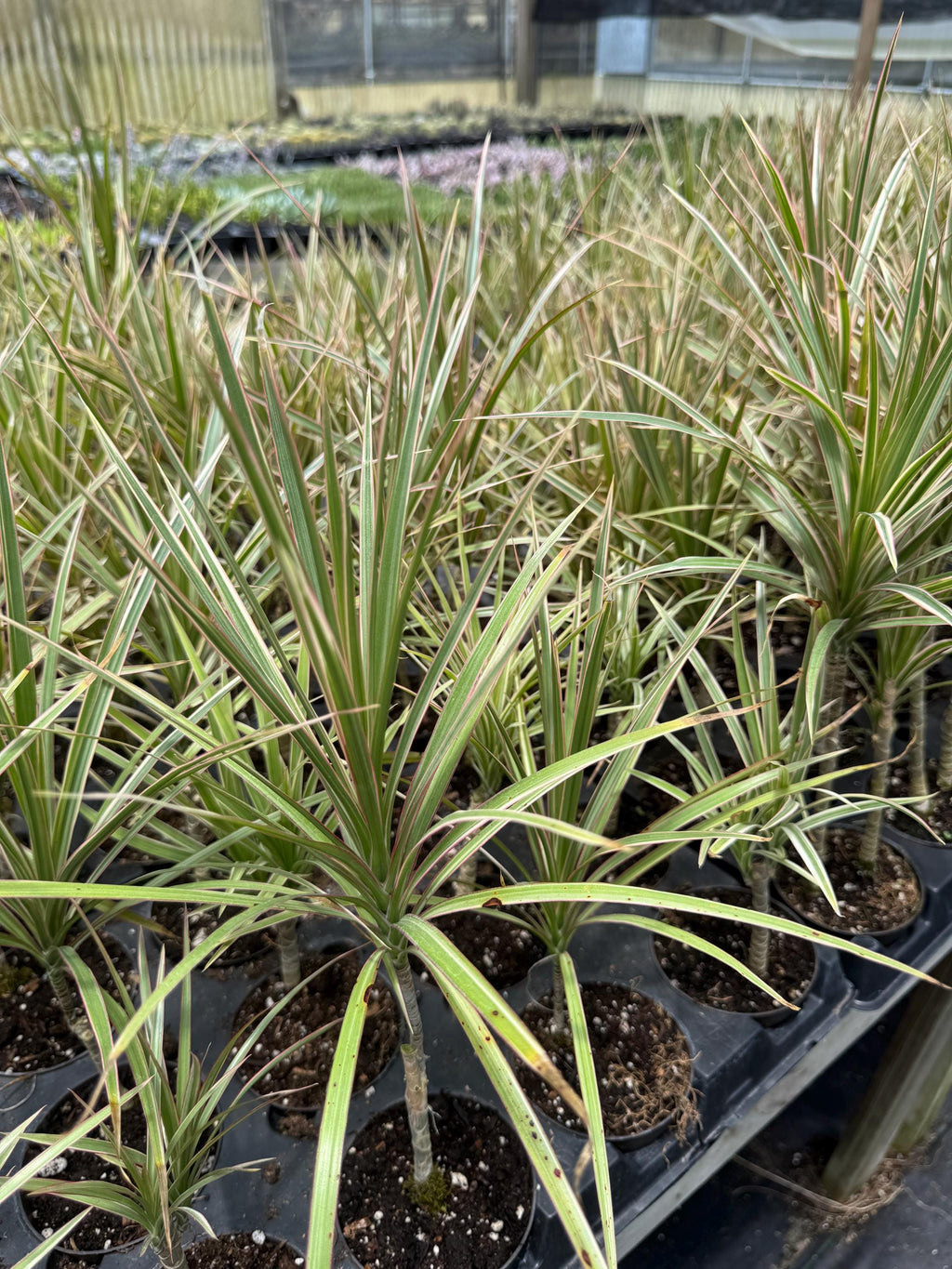 Assorted 3” plants (pack of 4)