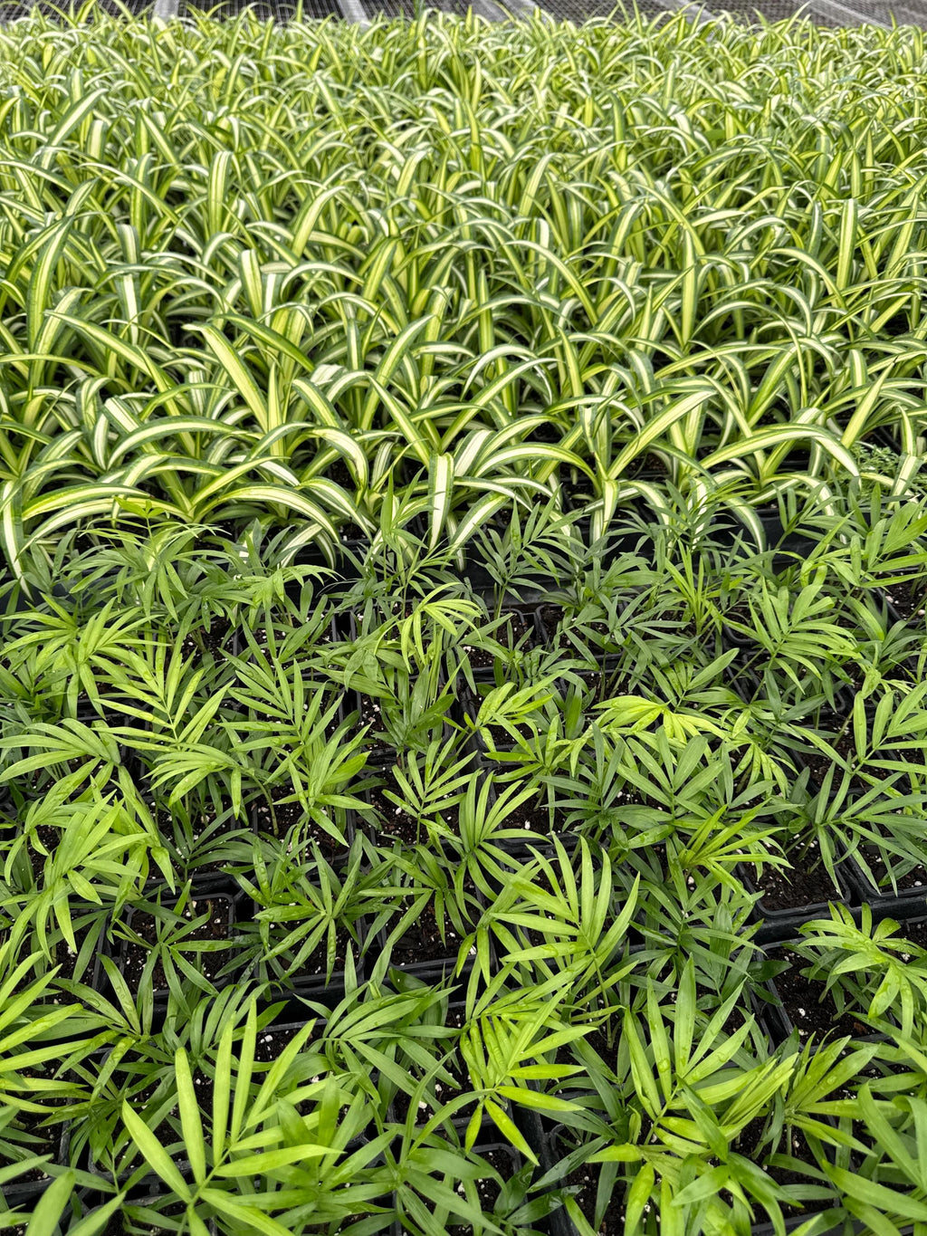 Assorted 3” plants (pack of 4)