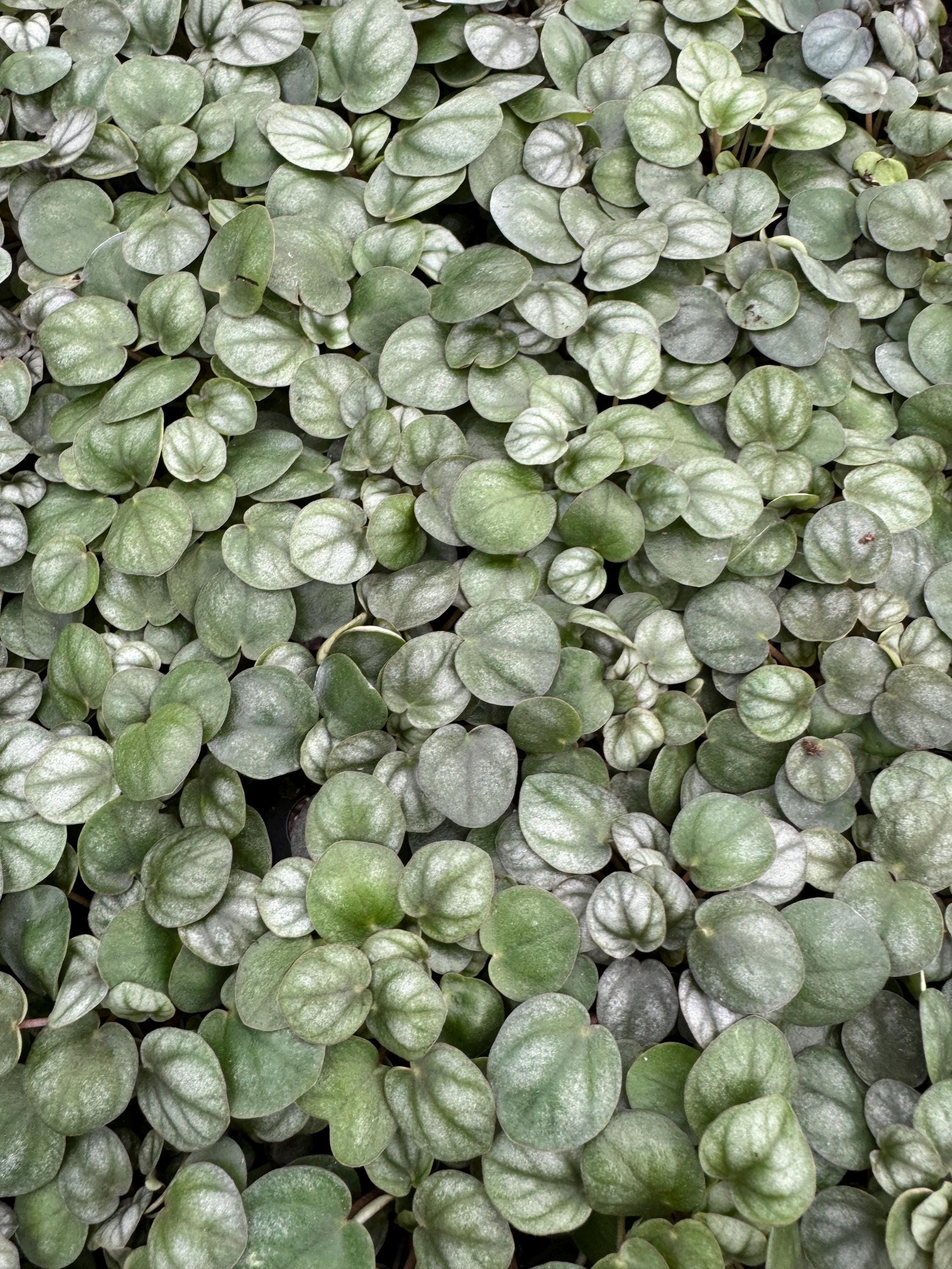 Pepperomia Assortment 3”