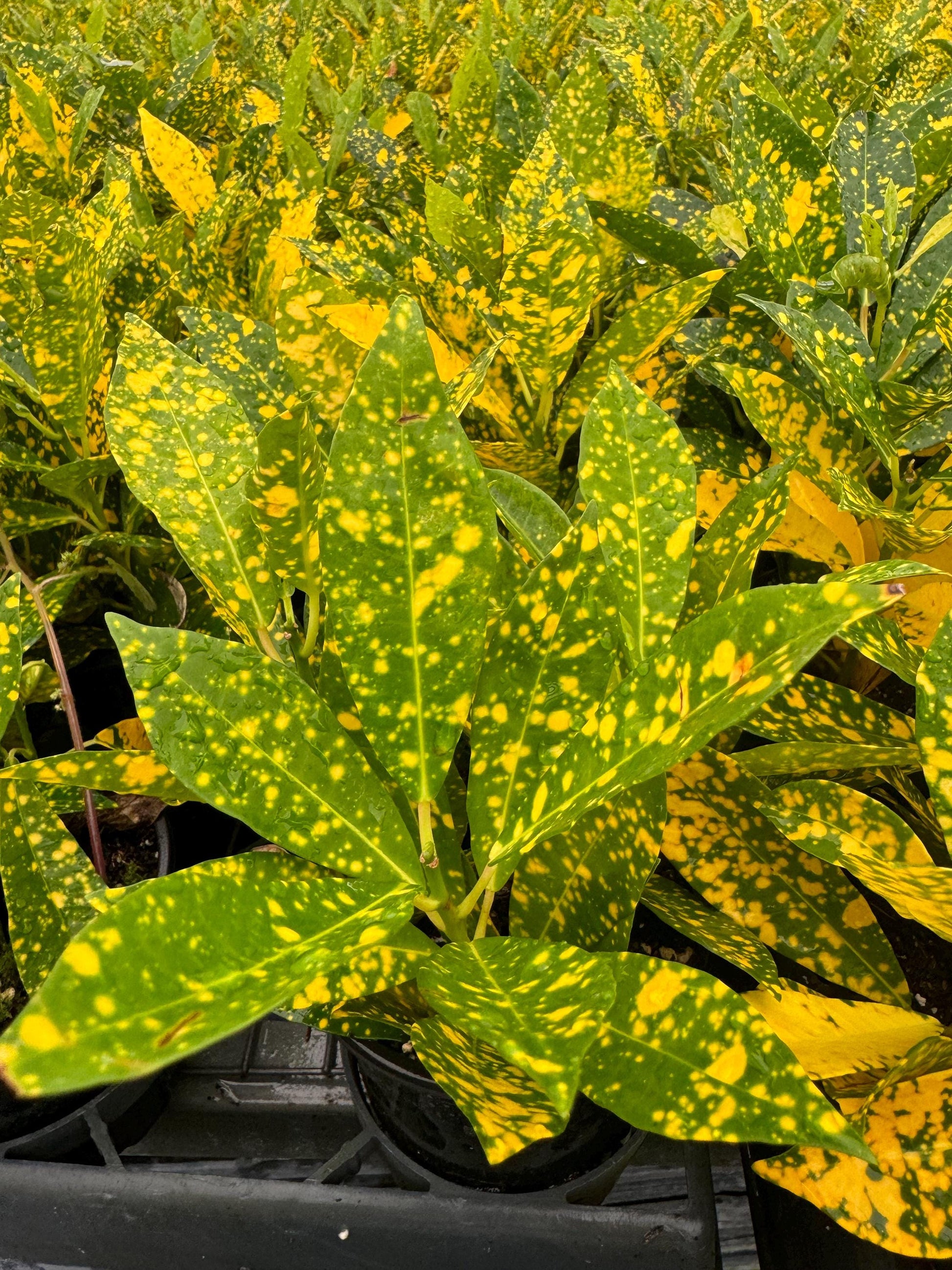 Live Croton Plant for indoor and outdoor (4” Pot)