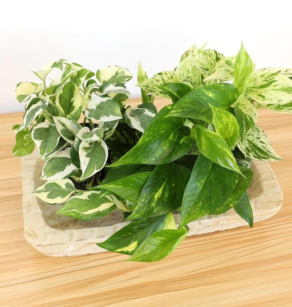 Plant Pothos 3 pack