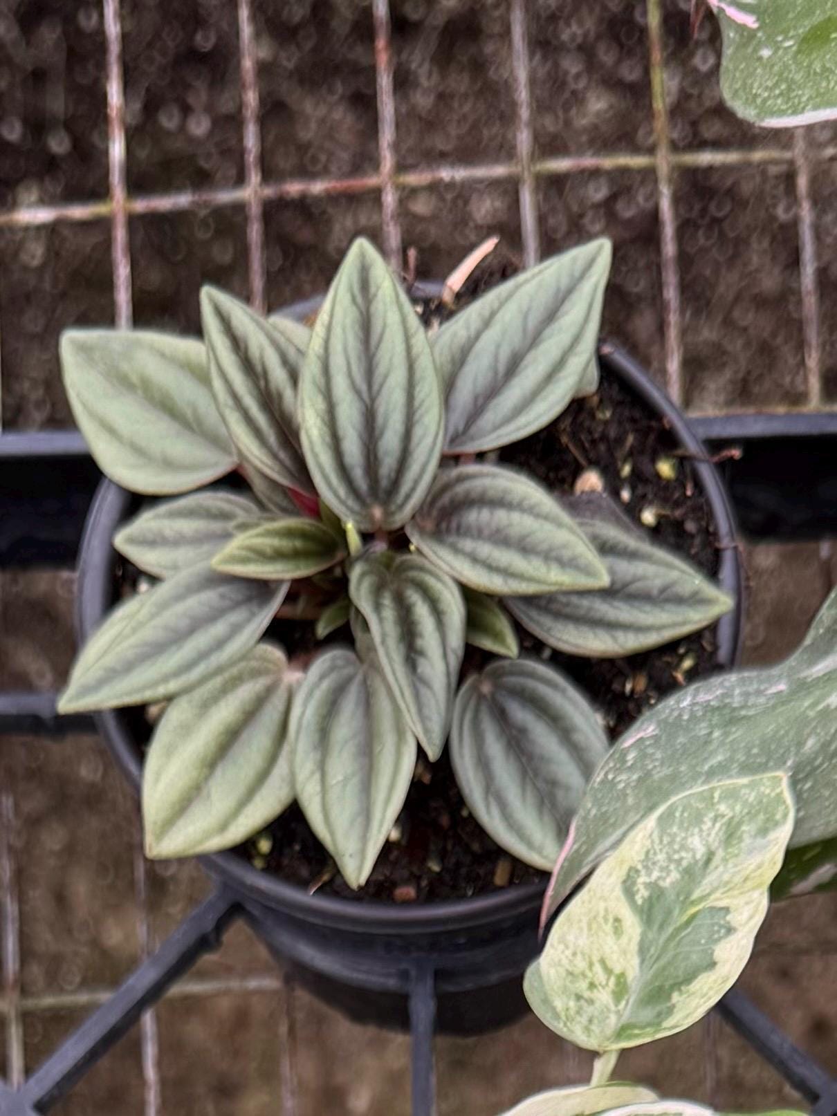4” Assorted Plants