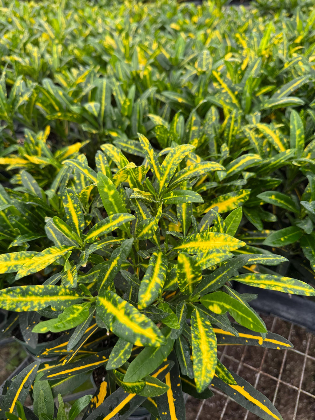 Live Croton Plant for indoor and outdoor (4” Pot)