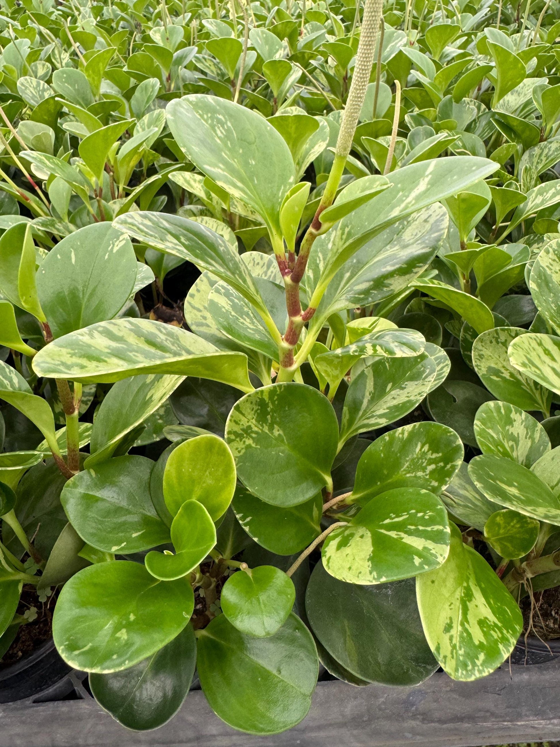 4”Crotons