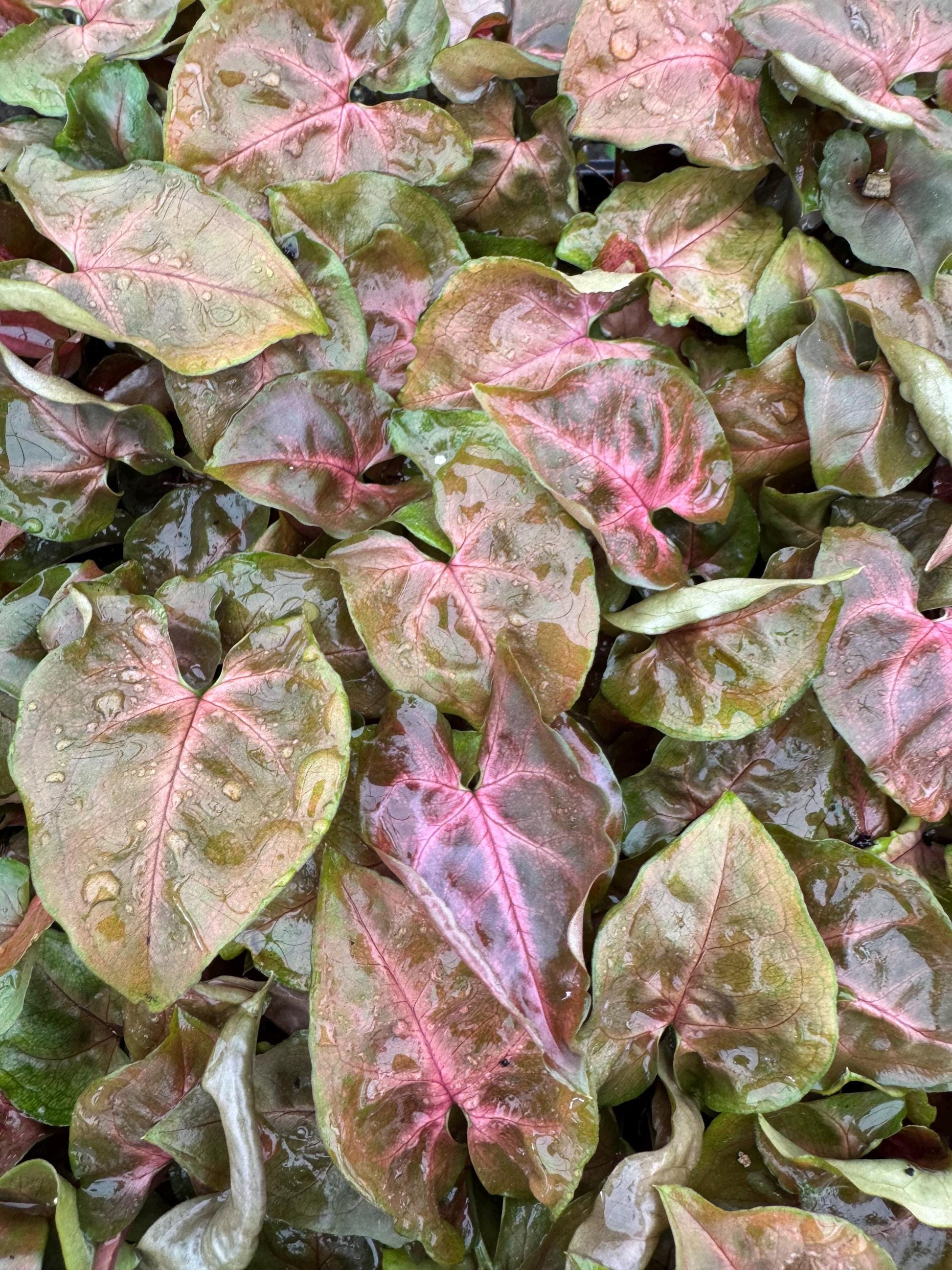 Syngonium Plant Variety Pack: Starter House Plants