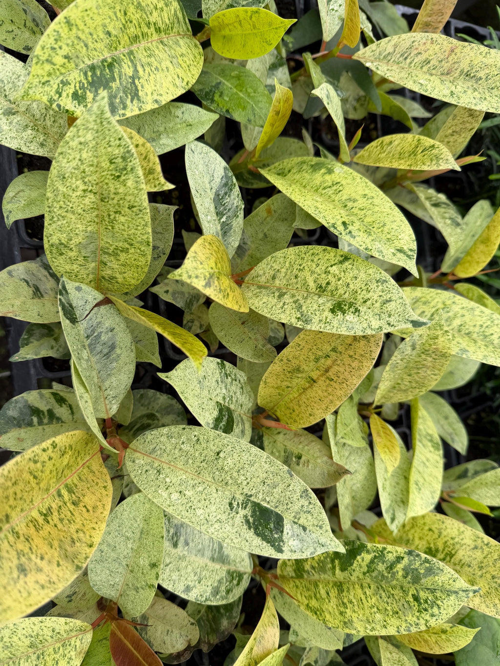 Assorted 3” plants (pack of 4)