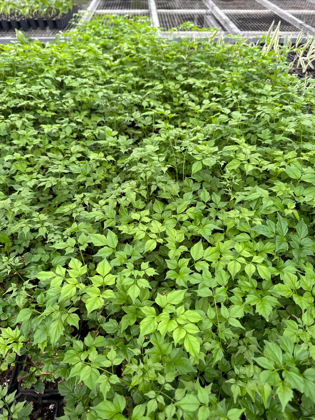 Assorted 3” plants (pack of 4)