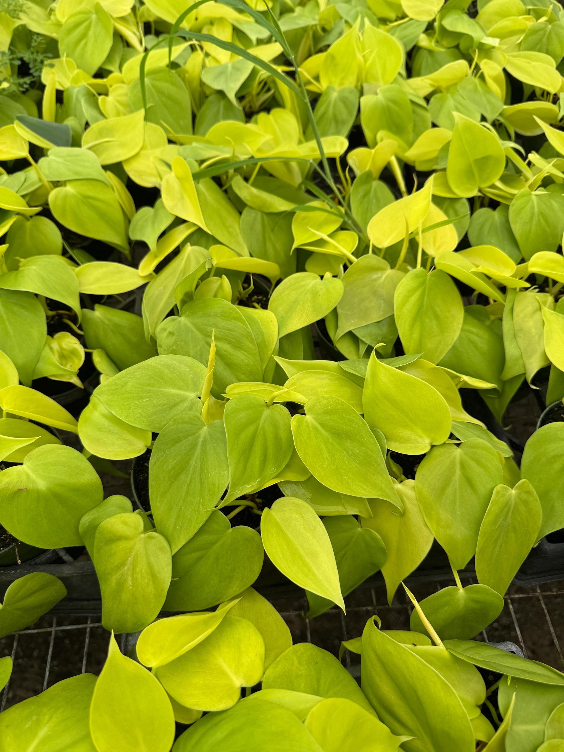 4”  Pothos
