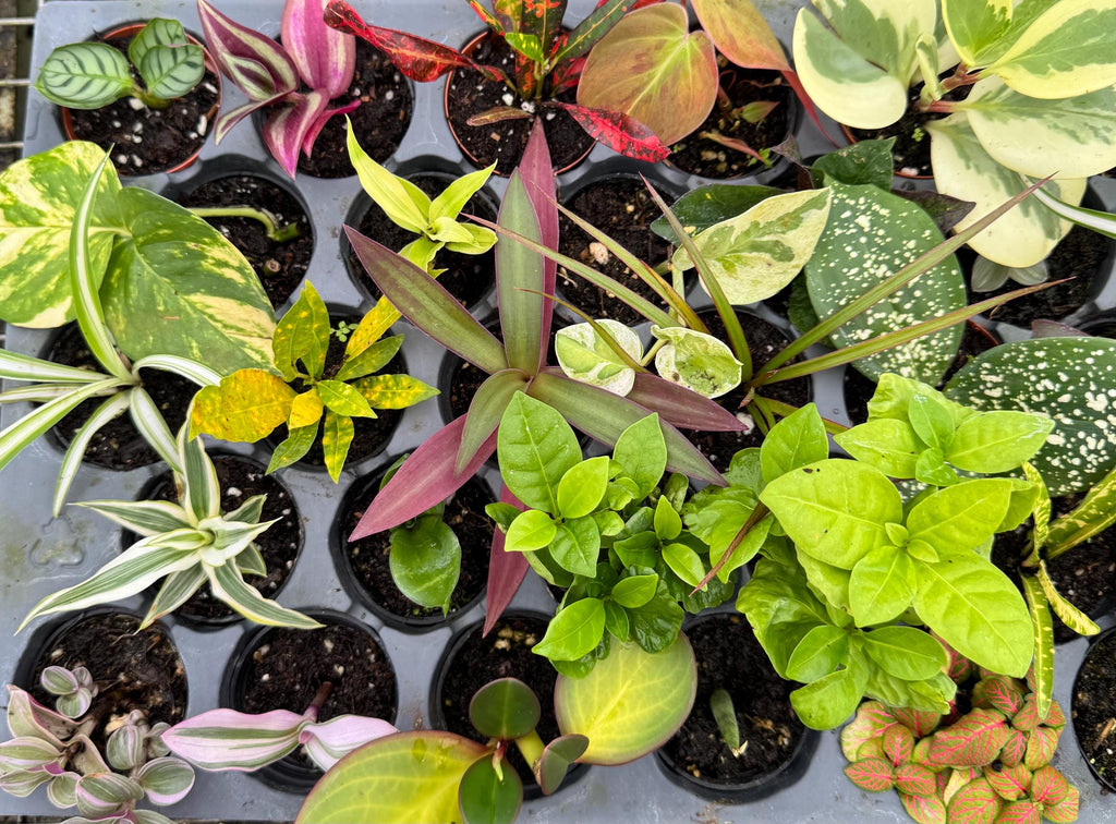 10 Pack Live Mini House Plants in 2” Pots, Indoor Plant Assortment