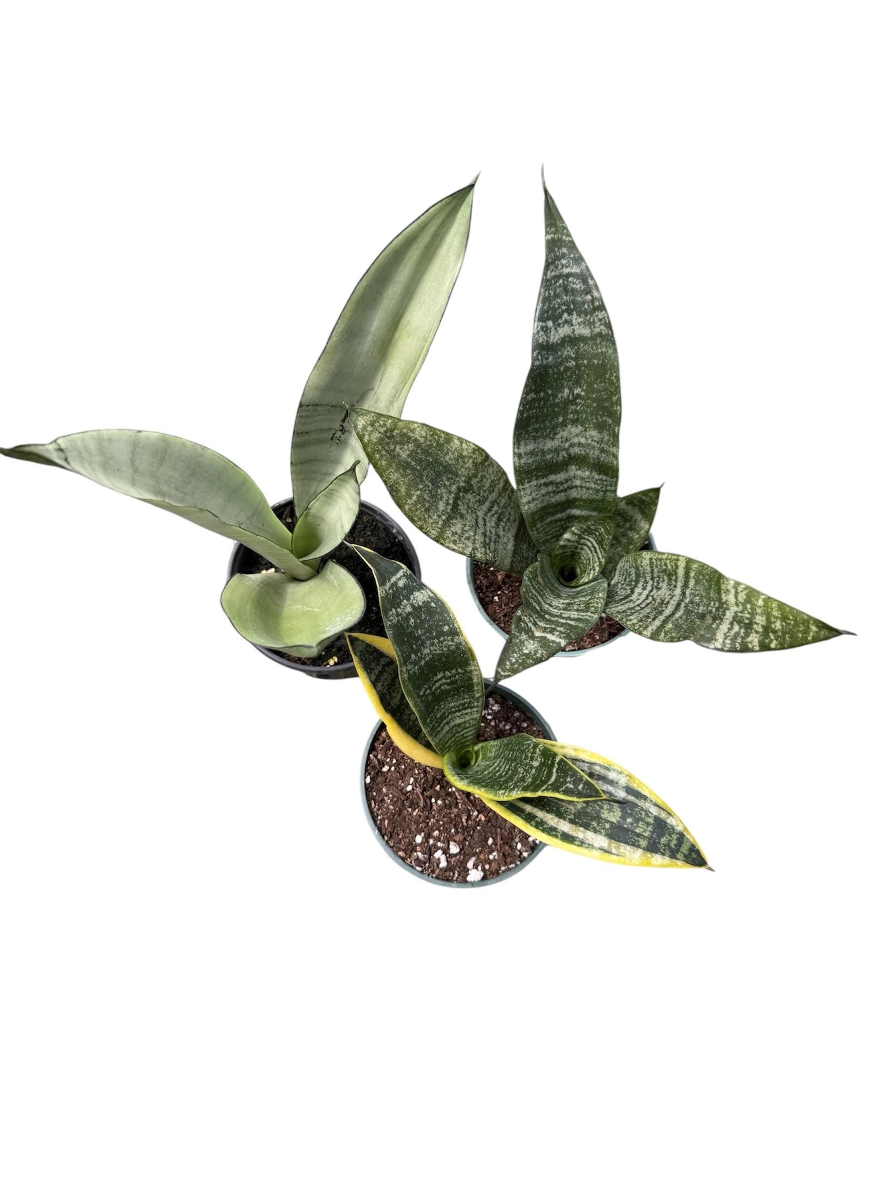 Sanseveria Snake Plant