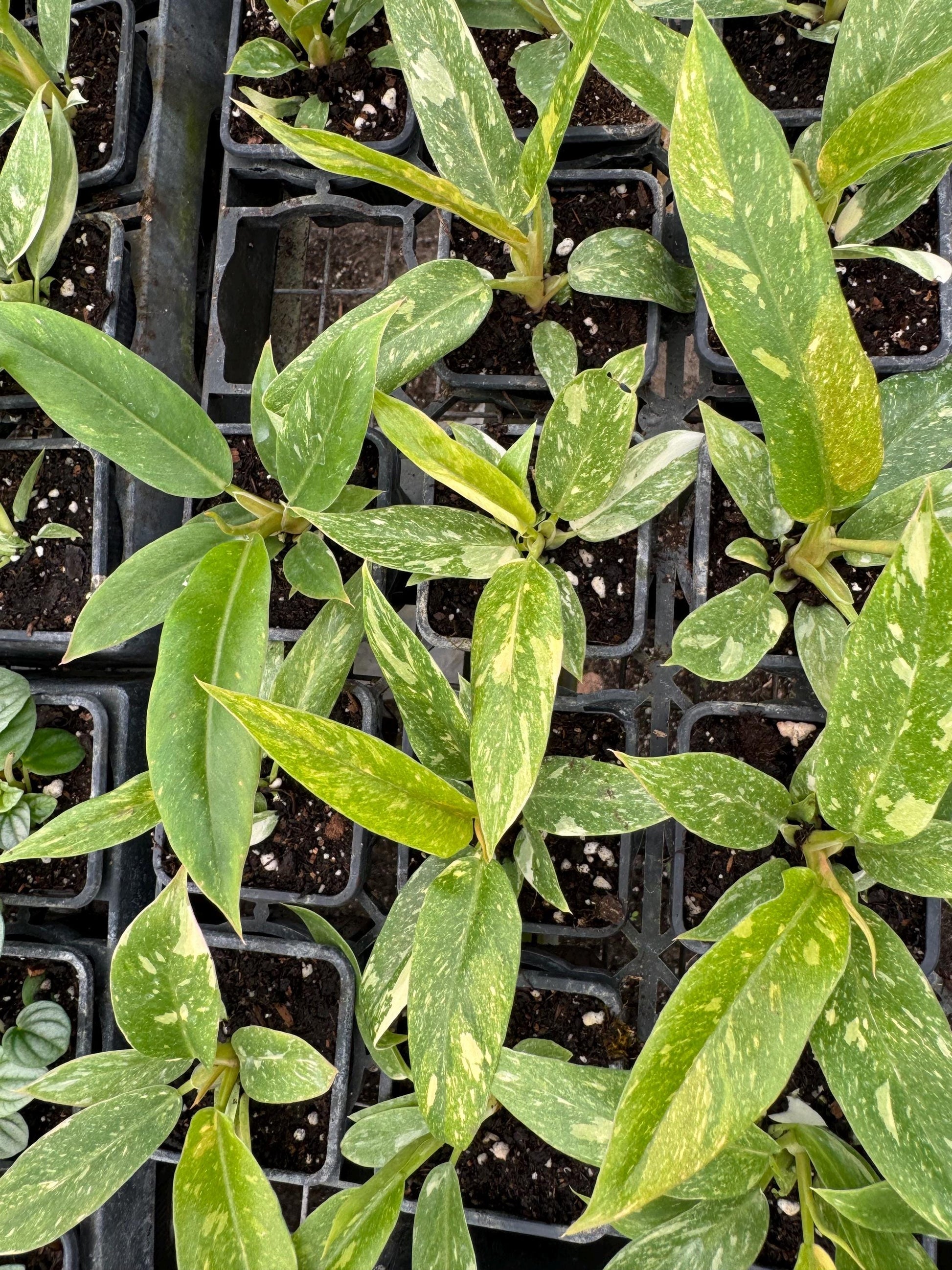 4 “Philodendron