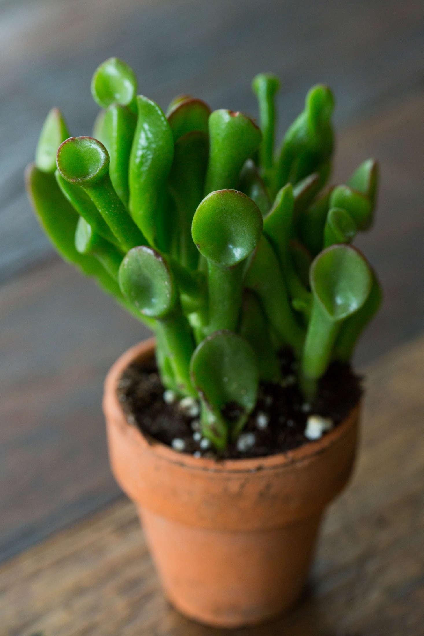 8 pk assorted succulents