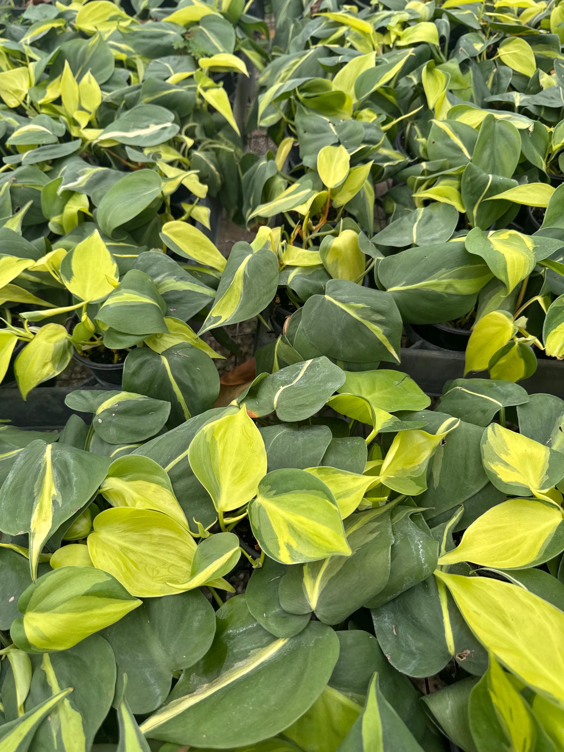 4 “Philodendron