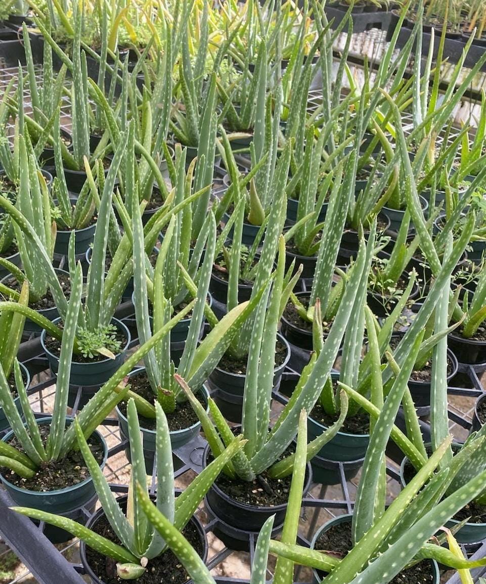Aloe vera plant