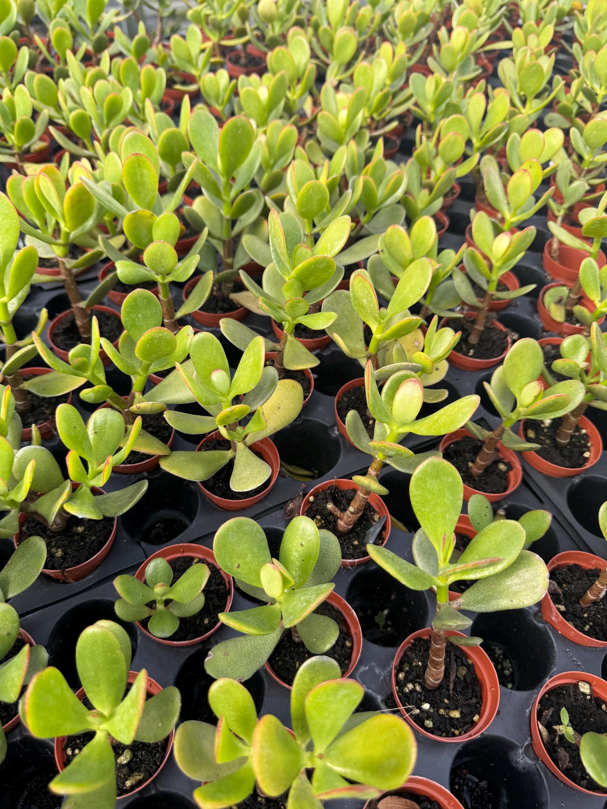 Crassula/ Jade Plant 4PK