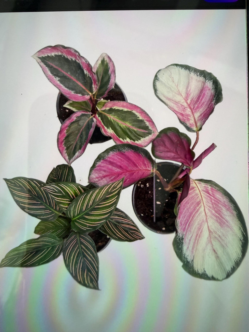 Calathea Plant 4": Pet-Safe Indoor Plant