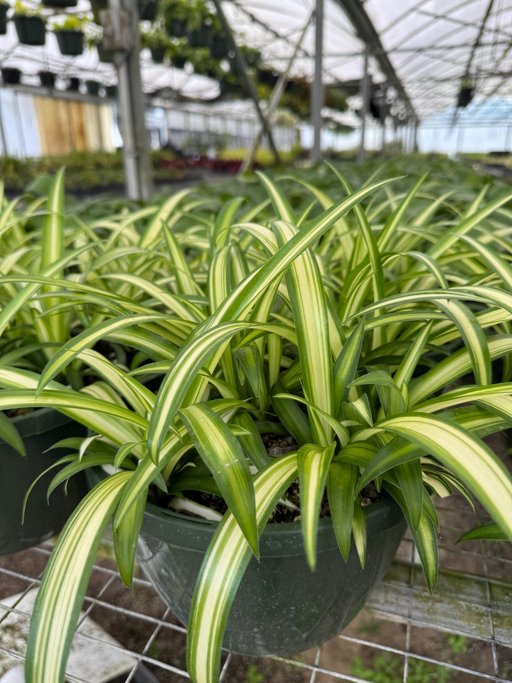 Spider Plant 2-Pack: Easy-to-Grow, Pet-Friendly