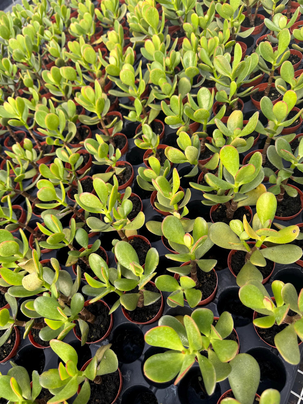 Crassula/ Jade Plant 4PK