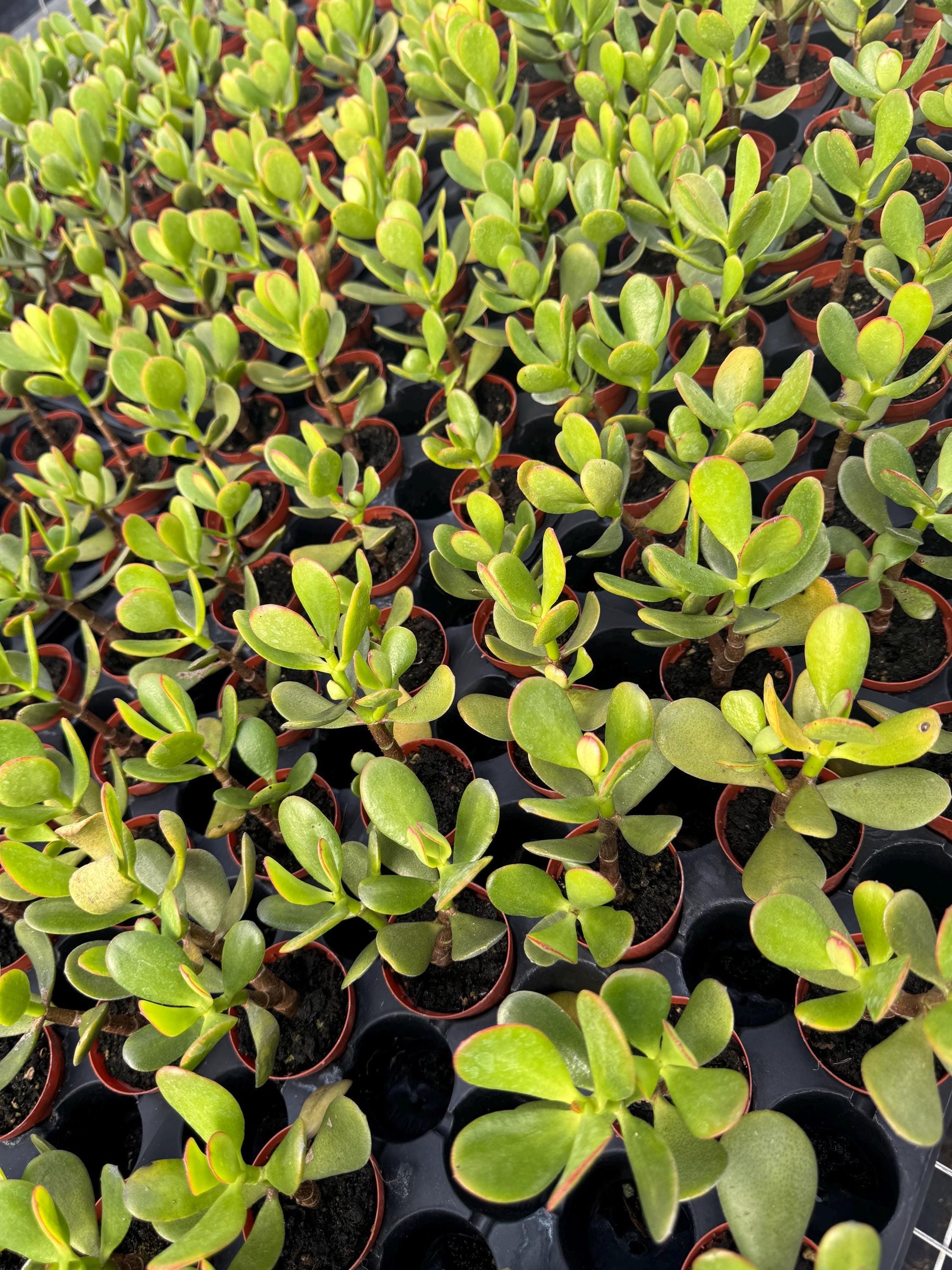 Crassula/ Jade Plant 4PK