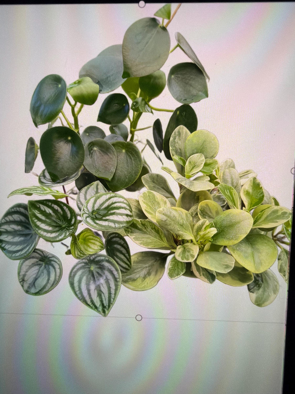 Pepperomia Plant Assortment: Pet Friendly Indoor Plants