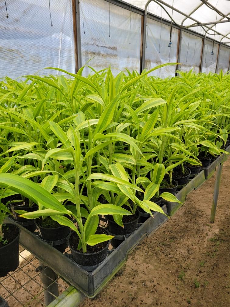 Draceana plant variety in 4”