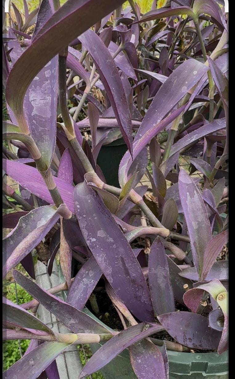 Tradescantia Varieties 4pk