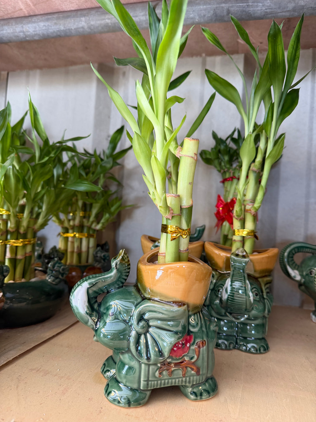 Elephant Bamboo planters