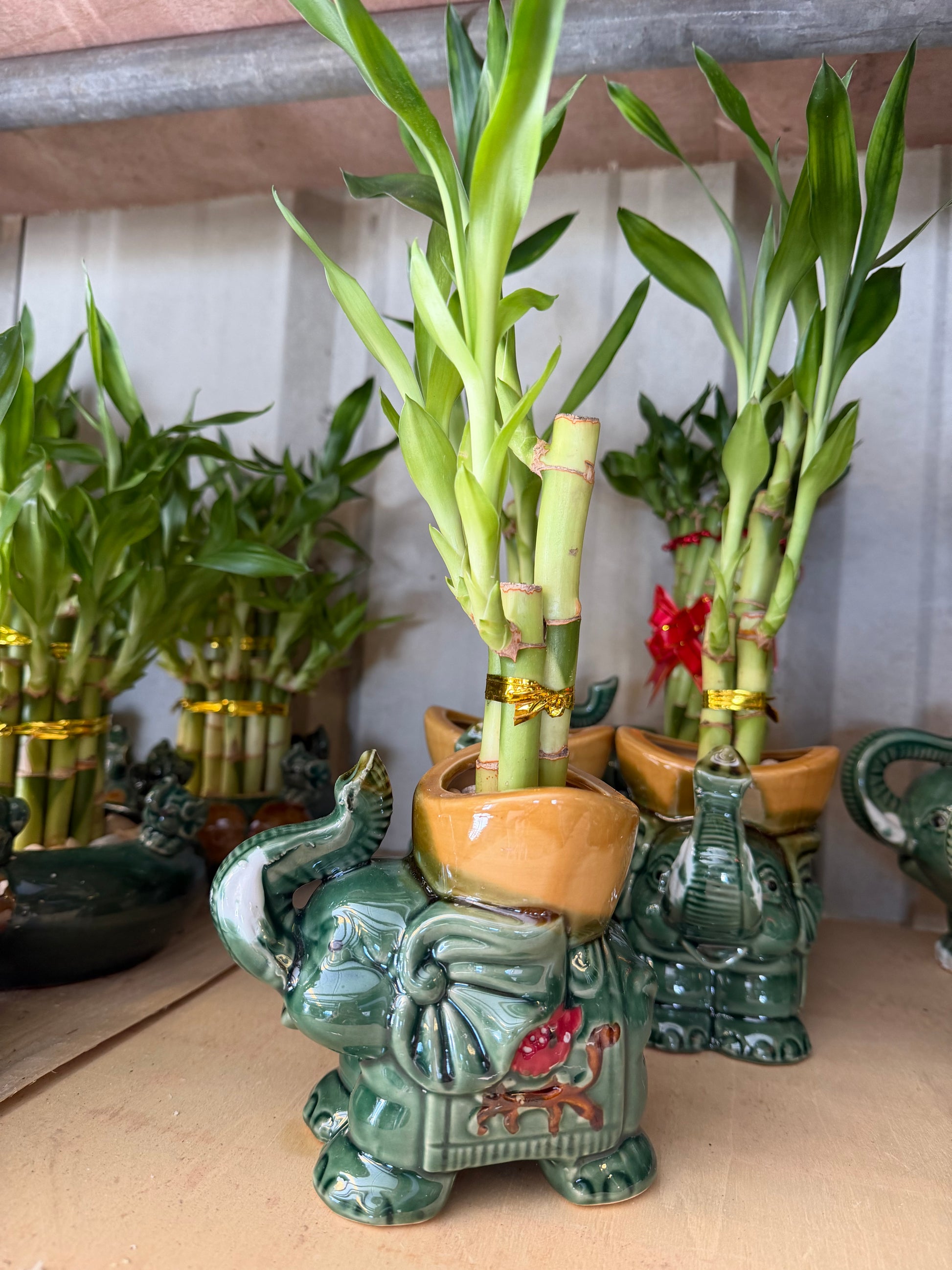 Elephant Bamboo planters